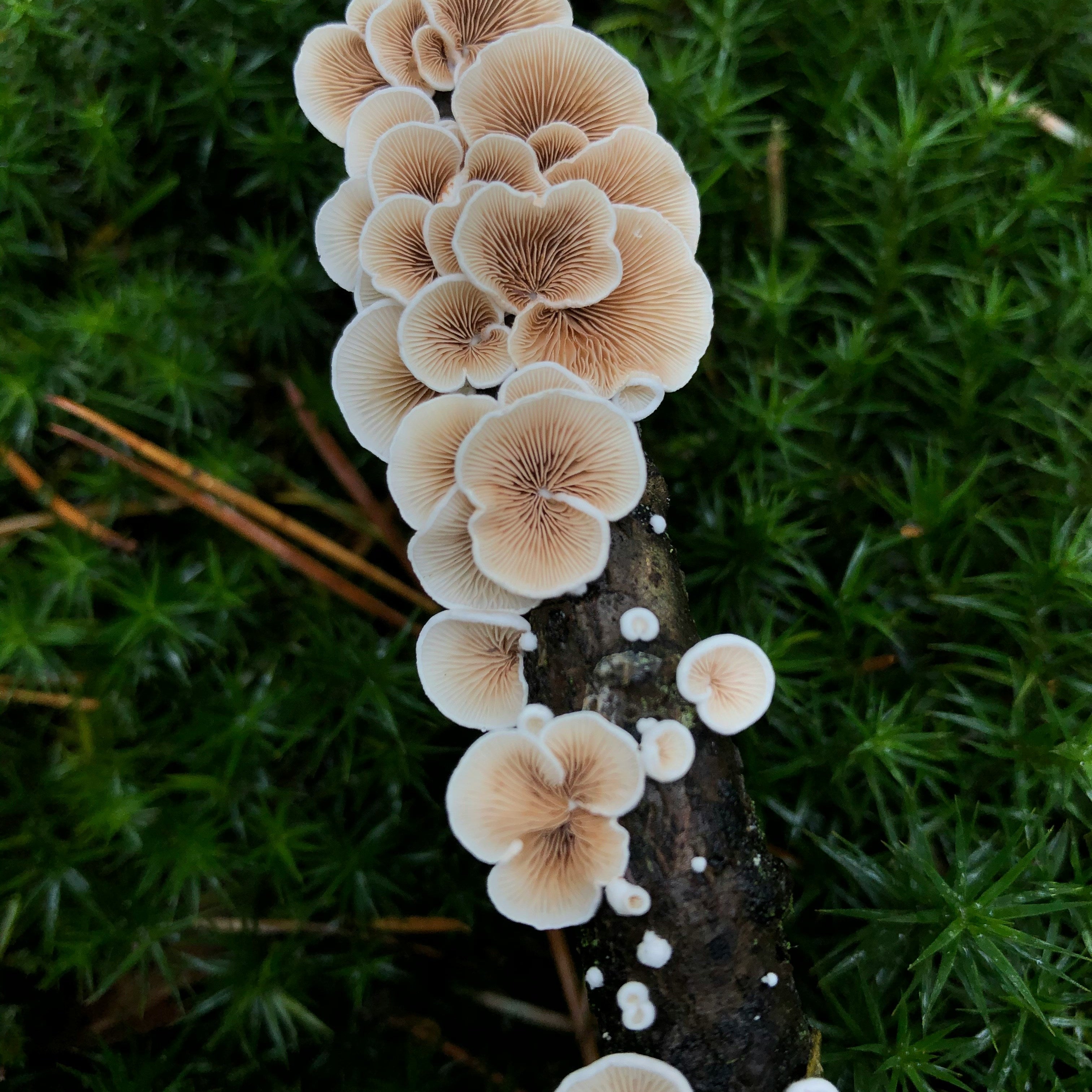Fungal Acne: The Real-Life “Last of Us”
