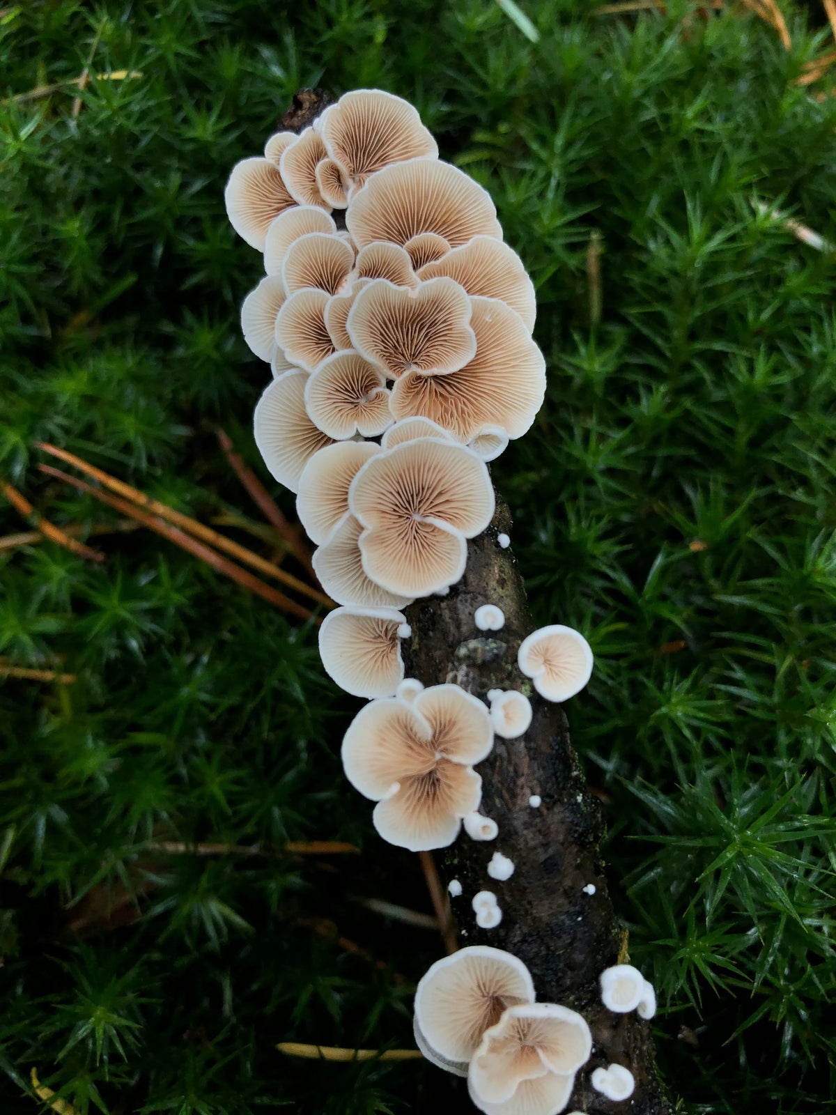 Fungal Acne: The Real-Life “Last of Us”