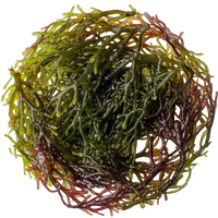 top view of sea moss in a petri dish